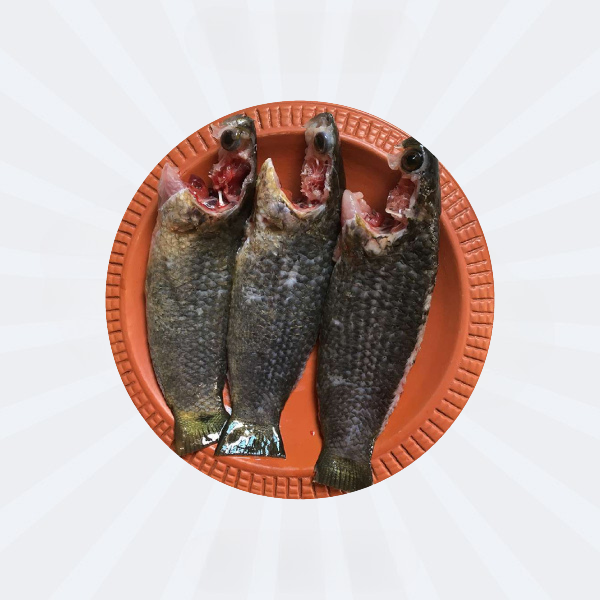 Koi (Cleaned) Thailand 3/4pcs