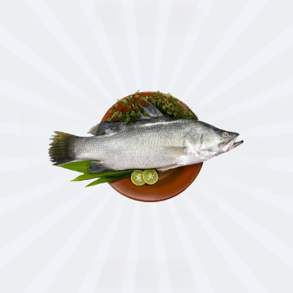 Koral / Sea Bass / ভেটকি মাছ