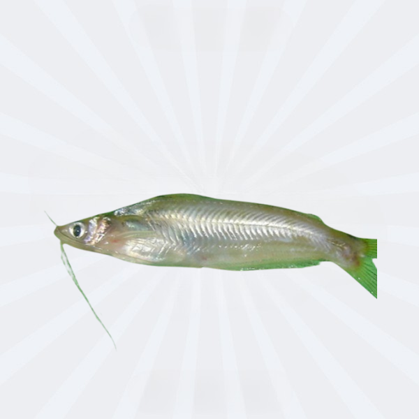 Batashi Headless