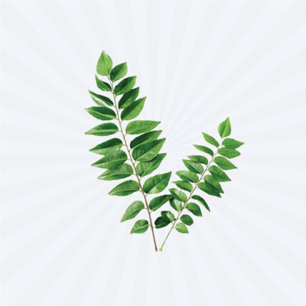 Daun Kari / Curry Leaf (Frozen) - 20gm