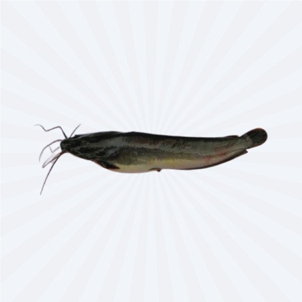 IKAN: LELE CUT (HYBRID - THAILAND)