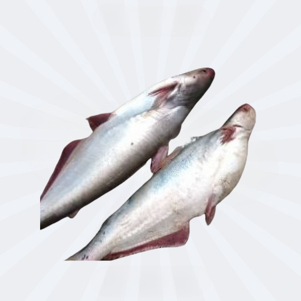 Pangash Whole Cut 4-6kg [Price Variable 750/kg]