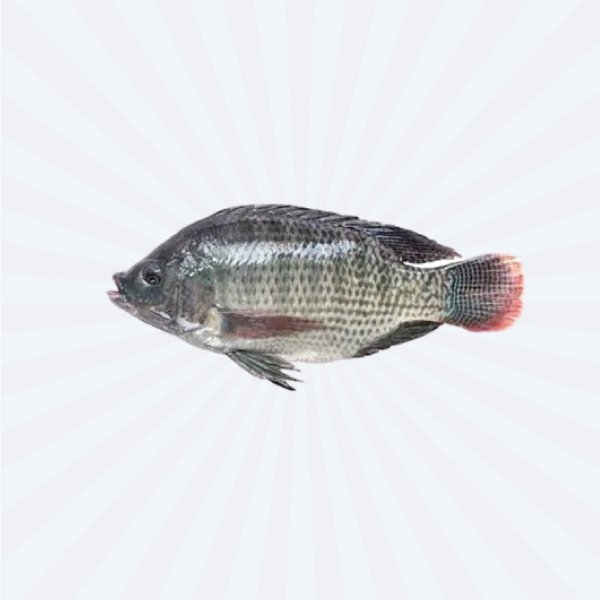Tilapia Whole Fish (Ikan Nila) 2X500gm
